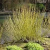 Yellow Twig Dogwood Live Shrub 12-24in Tall - Cornus sericea 'Flaviramea' Outdoor Plant - Image 1