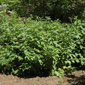Yellow Twig Dogwood Live Shrub 12-24in Tall - Cornus sericea 'Flaviramea' Outdoor Plant - Image 2