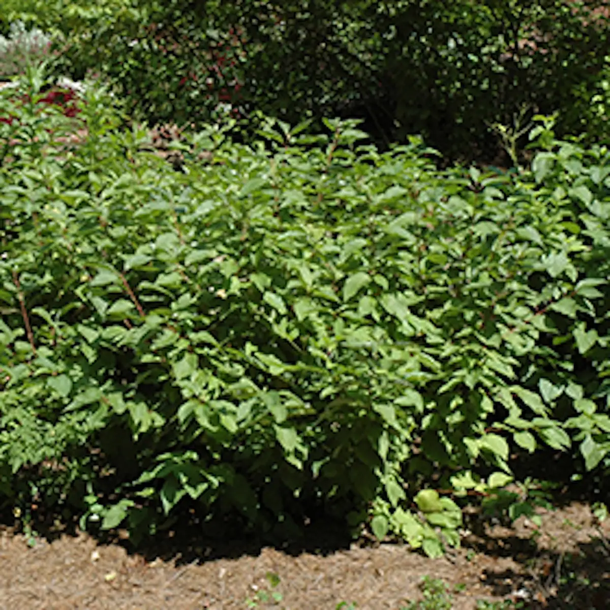 Yellow Twig Dogwood Live Shrub 12-24in Tall - Cornus sericea 'Flaviramea' Outdoor Plant - Image 2