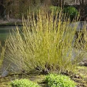 Yellow Twig Dogwood Live Shrub 12-24in Tall - Cornus sericea 'Flaviramea' Outdoor Plant - Image 4