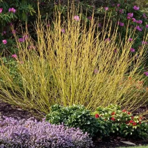Yellow Twig Dogwood Shrub Live Plant Cornus sericea 'Flaviramea' 4'' Pot Outdoor - Image 3