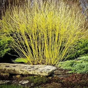 Yellow Twig Dogwood Shrub Live Plant Cornus sericea 'Flaviramea' 4'' Pot Outdoor - Image 1