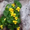 Yellow Violet Bare-root Plant - Viola Rotundifolia - Outdoor Garden Flower - Image 1