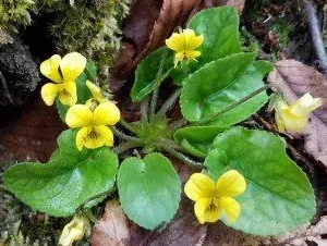 Yellow Violet Bare-root Plant - Viola Rotundifolia - Outdoor Garden Flower - Image 3