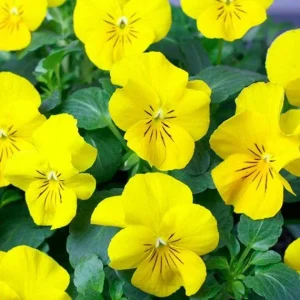 Yellow Violet Bare-root Plant - Viola Rotundifolia - Outdoor Garden Flower - Image 4