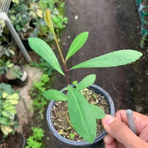 Yerba Mate Live Plant – 3 inch Nursery Pot – Indoor/Outdoor Herbal Tea - Image 2