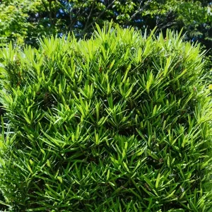 Yew Plum Pine Podocarpus Macrophyllus Live Starter Plant – 6+ Inches – Set of 2 - Image 3