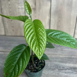 Ylang Ylang Live Tree - Cananga Odorata Plant, 4