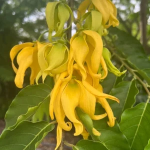 Ylang Ylang Live Tree - Cananga Odorata Plant, 4
