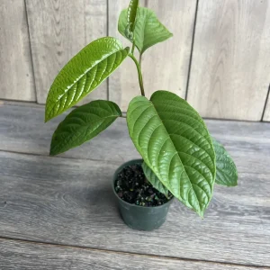 Ylang Ylang Live Tree - Cananga Odorata Plant, 4