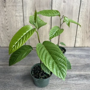 Ylang Ylang Live Tree - Cananga Odorata Plant, 4