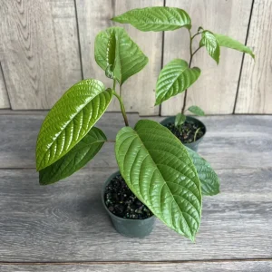 Ylang Ylang Live Tree - Cananga Odorata Plant, 4