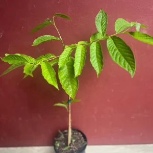 Ylang Ylang Live Tree - Cananga Odorata Plant, 4
