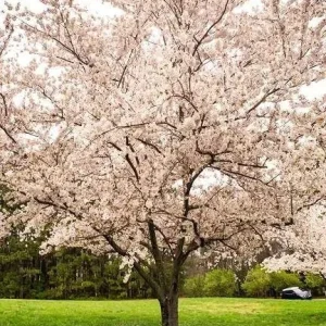 Yoshino Cherry Tree Live Plant 6-12 Inch Tall 2.5 Pot Outdoor Flowering Tree - Image 2