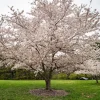 Yoshino Cherry Tree Live Plant - Prunus x yedoensis 'Yoshino' - 2-3 ft Tall Grafted Tree - 3 Gallon Pot - Image 1