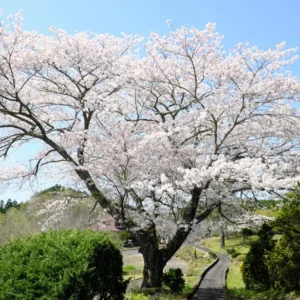Yoshino Flowering Cherry Tree Live Plant – 6-12 inch Seedling – Fragrant White Flowers - Image 2