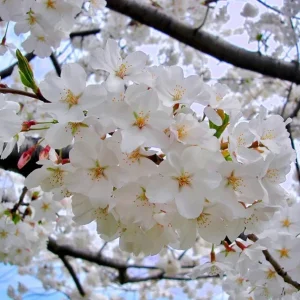 Yoshino Flowering Cherry Tree Live Plant – 6-12 inch Seedling – Fragrant White Flowers - Image 3