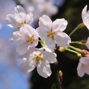 Yoshino Flowering Cherry Tree Live Plant – 6-12 inch Seedling – Fragrant White Flowers - Image 4