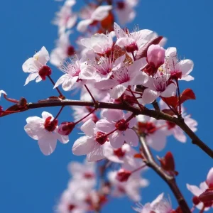 Yoshino Flowering Cherry Tree Live Plant – 6-12 inch Seedling – Fragrant White Flowers - Image 5