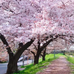 Yoshino Flowering Cherry Tree Live Plant – 6-12 inch Seedling – Fragrant White Flowers - Image 6