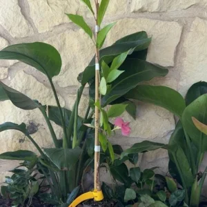 Yoshino Flowering Cherry Tree Live Plant – 6-12 inch Seedling – Fragrant White Flowers - Image 7