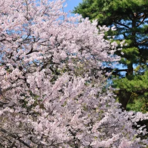 Yoshino Flowering Cherry Tree Live Plant – 6-12 inch Seedling – Fragrant White Flowers - Image 8