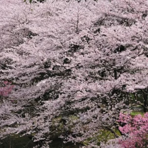 Yoshino Flowering Cherry Tree Live Plant – 6-12 inch Seedling – Fragrant White Flowers - Image 9