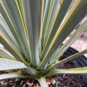Yucca Rigida Live Plant - 3 Gallon Bare Root - Outdoor Desert Plant - Image 2