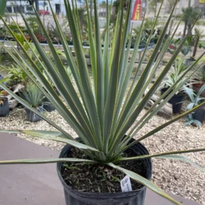 Yucca Rigida Live Plant - 3 Gallon Bare Root - Outdoor Desert Plant - Image 1