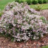 Yuki Kabuki Deutzia Live Plant – Pink Flowers – 4 inch Pot – Outdoor Shrub - Image 1
