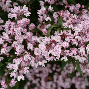Yuki Kabuki Deutzia Live Plant – Pink Flowers – 4 inch Pot – Outdoor Shrub - Image 2