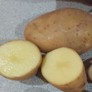 Yukon Gold True Potato Seeds - 50 Organic Yellow Mix Seeds for Planting - Image 1