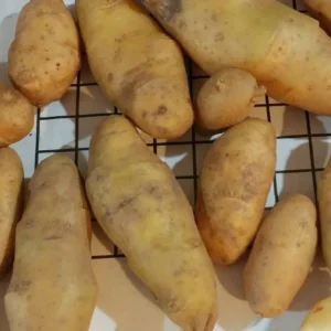 Yukon Gold True Potato Seeds - 50 Organic Yellow Mix Potato Seeds for Planting - Image 6