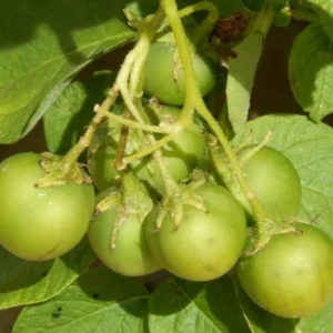 Yukon Potato Seeds - 70 True Heirloom Vegetable Seeds for Outdoor Planting - Image 4