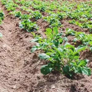 Yukon Potato Seeds - 70 True Heirloom Vegetable Seeds for Outdoor Planting - Image 5