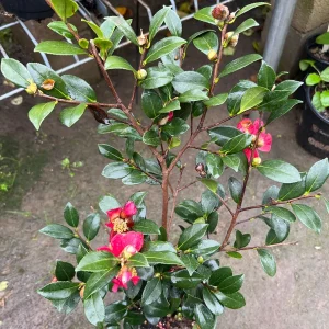 Yuletide Camellia Live Plant - 6 inch Pot - Winter Blooms - Outdoor Shrub - Image 2