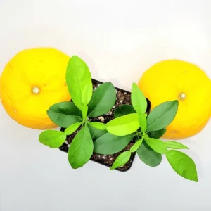 Yuzu Starter Plants - 2 Live Citrus Junos Trees, 3-5 inches Tall - Image 2
