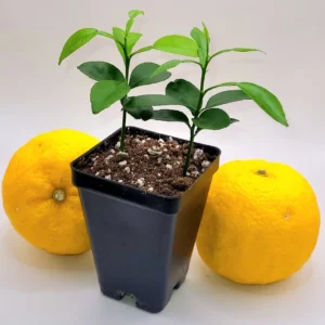 Yuzu Starter Plants - 2 Live Citrus Junos Trees, 3-5 inches Tall - Image 4