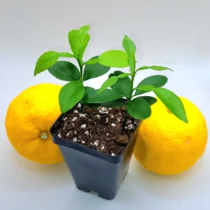 Yuzu Starter Plants - 2 Live Citrus Junos Trees, 3-5 inches Tall - Image 5