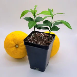 Yuzu Starter Plants - 2 Live Citrus Junos Trees, 3-5 inches Tall - Image 6