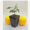Yuzu Tree Live Plant - Cold Hardy Citrus Seedling 3-5 Inches Tall - Image 1