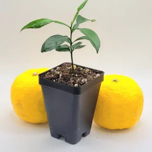 Yuzu Tree Live Plant - Cold Hardy Citrus Seedling 3-5 Inches Tall - Image 2