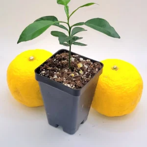 Yuzu Tree Live Plant - Cold Hardy Citrus Seedling 3-5 Inches Tall - Image 3