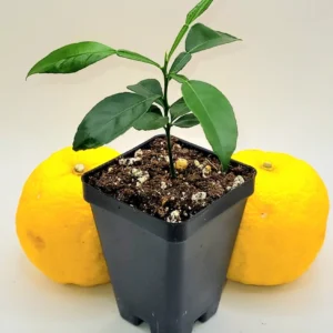 Yuzu Tree Live Plant - Cold Hardy Citrus Seedling 3-5 Inches Tall - Image 4