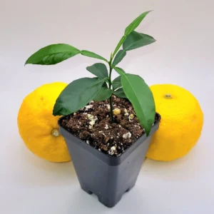 Yuzu Tree Live Plant - Cold Hardy Citrus Seedling 3-5 Inches Tall - Image 7