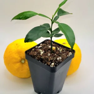 Yuzu Tree Live Plant - Cold Hardy Citrus Seedling 3-5 Inches Tall - Image 8