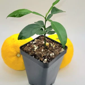 Yuzu Tree Live Plant - Cold Hardy Citrus Seedling 3-5 Inches Tall - Image 9