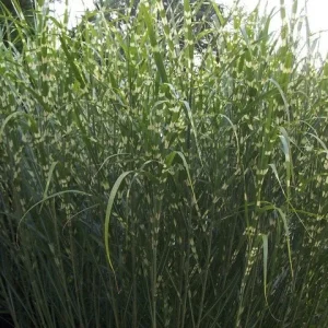 Zebra Grass Live Plant – 4 inch Pot – Ornamental Outdoor Grass – Full Sun/Partial Shade - Image 2