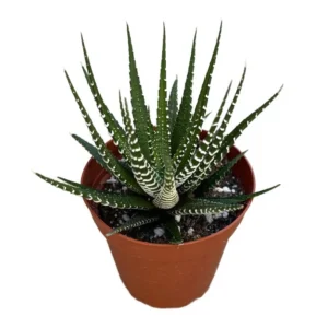 Zebra Haworthia Live Succulent Plant – 4 inch Pot – Indoor House Plant - Image 2
