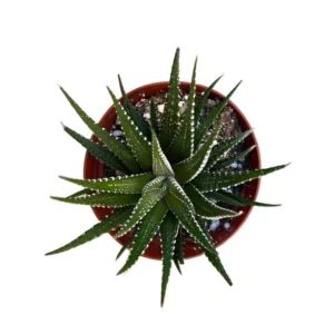 Zebra Haworthia Live Succulent Plant – 4 inch Pot – Indoor House Plant - Image 3